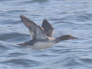 Hybrid Common Merganser x Hooded Merganser © Bobby Brown