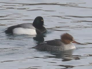 Hybrid Common Merganser x Hooded Merganser © Bobby Brown