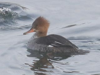 Hybrid Common Merganser x Hooded Merganser © Bobby Brown