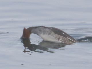 Hybrid Common Merganser x Hooded Merganser © Bobby Brown