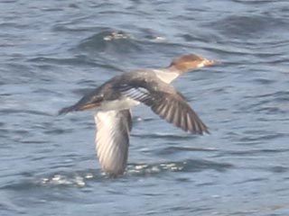 Hybrid Common Merganser x Hooded Merganser © Bobby Brown