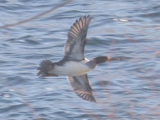 Hybrid Common Merganser x Hooded Merganser © Bobby Brown