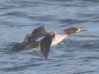 Hybrid Common Merganser x Hooded Merganser © Bobby Brown