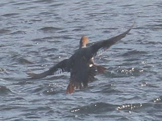 Hybrid Common Merganser x Hooded Merganser © Bobby Brown