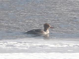 Hybrid Common Merganser x Hooded Merganser © Bobby Brown