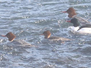 Hybrid Common Merganser x Hooded Merganser © Bobby Brown