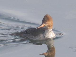 Hybrid Common Merganser x Hooded Merganser © Bobby Brown