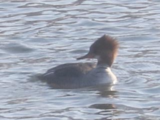 Hybrid Common Merganser x Hooded Merganser © Bobby Brown