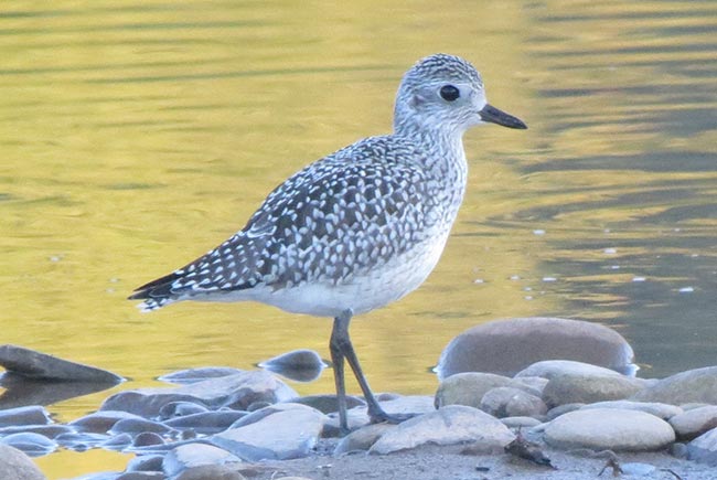 Black-bellied Plover © Bobby Brown