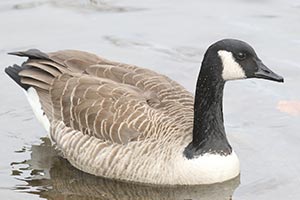 Canada Goose © Bobby Brown