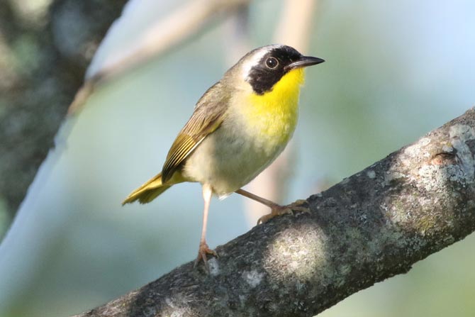 Common Yellowthroat © Bobby Brown