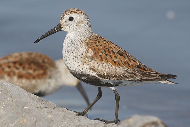 Dunlin © Bobby Brown