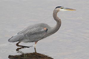 Great Blue Heron © Bobby Brown