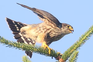 Merlin © Bobby Brown