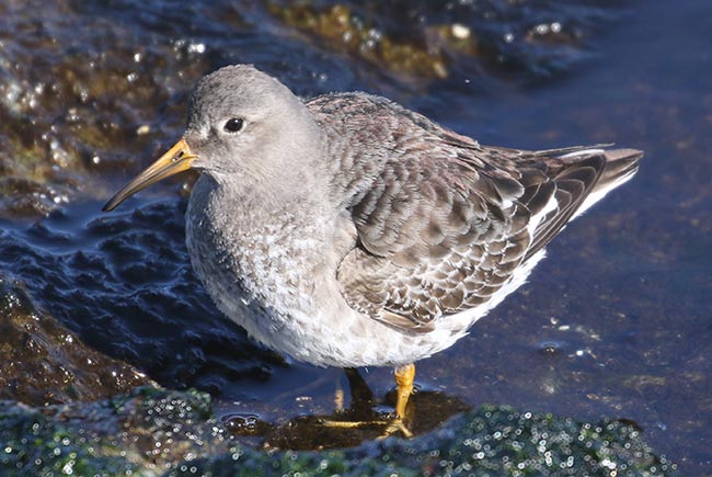 Purple Sandpiper © Bobby Brown