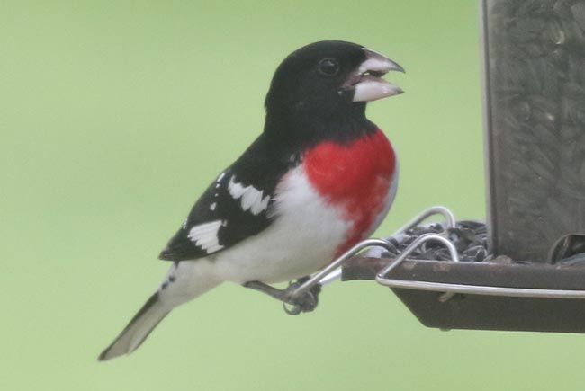 Rose-breasted Grosbeak © Bobby Brown