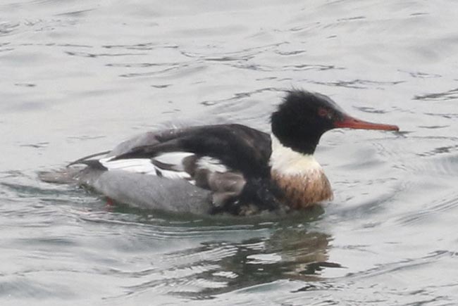 Red-breasted Merganser © Bobby Brown
