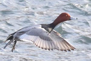 Redhead © Bobby Brown