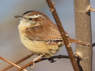Carolina Wren © Bobby Brown
