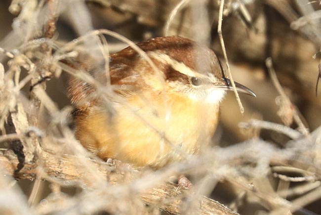 Carolina Wren in brush © Bobby Brown