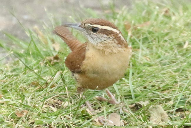 Carolina Wren in grass © Bobby Brown