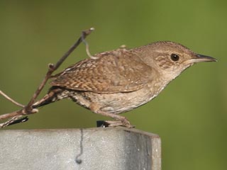 House Wren © Bobby Brown