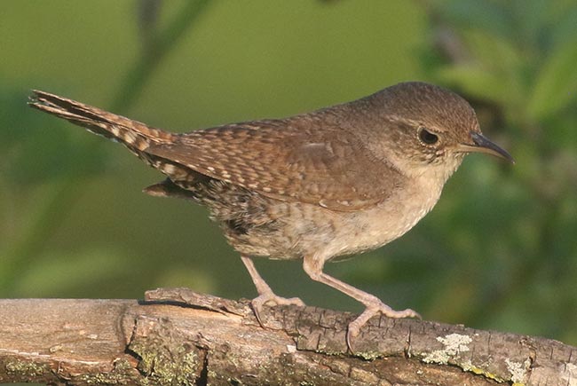 House Wren on branch © Bobby Brown
