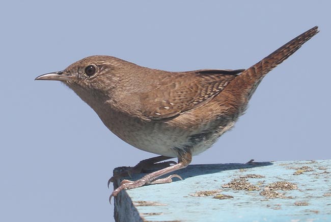House Wren on a nest box © Bobby Brown