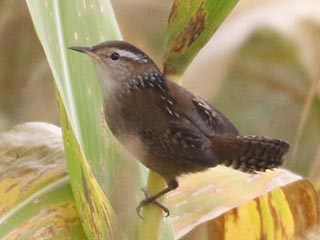 Marsh Wren © Bobby Brown