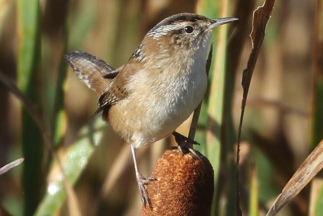 Marsh Wren on cattail © Bobby Brown