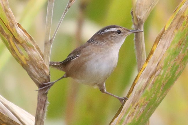 Marsh Wren split pose © Bobby Brown