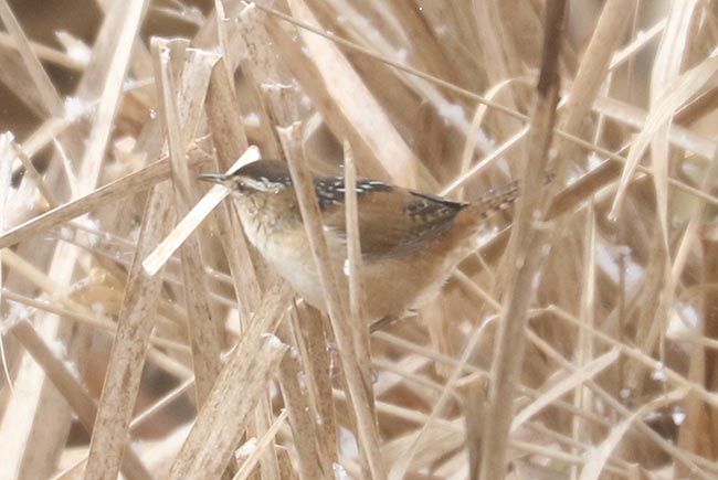 Marsh Wren in brush © Bobby Brown