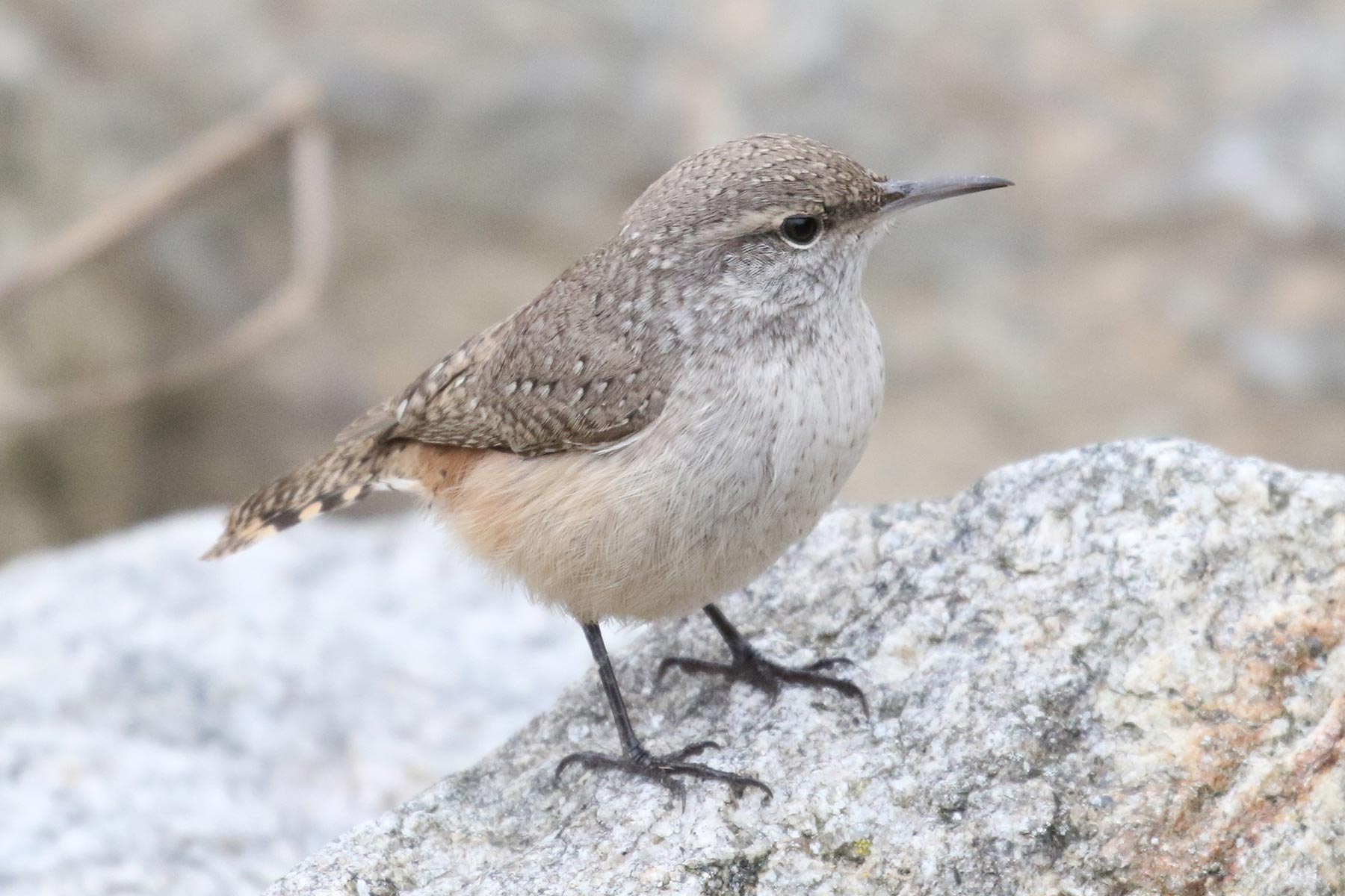 Rock Wren © Bobby Brown