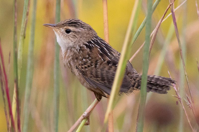 Sedge Wren © David Brown