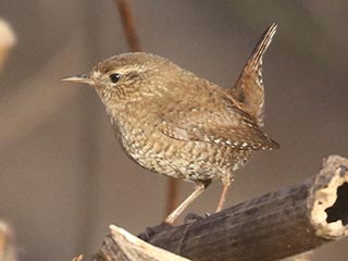 Winter Wren © Bobby Brown