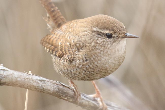 Winter Wren on branch © Bobby Brown