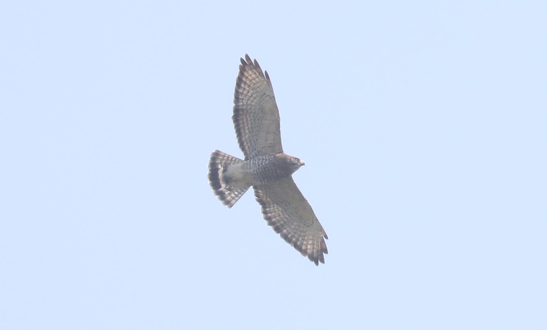 Adult Broad-winged Hawk with an unusual tail pattern © Bobby Brown