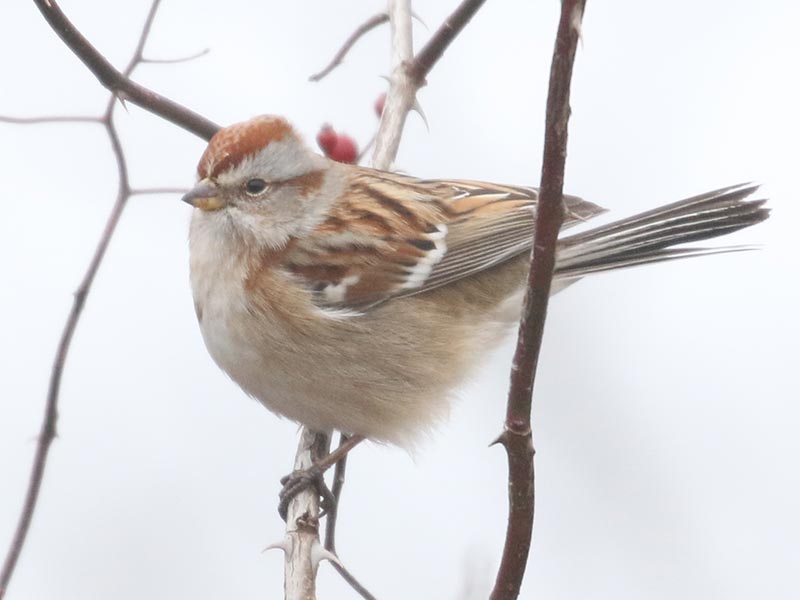 Quiz bird