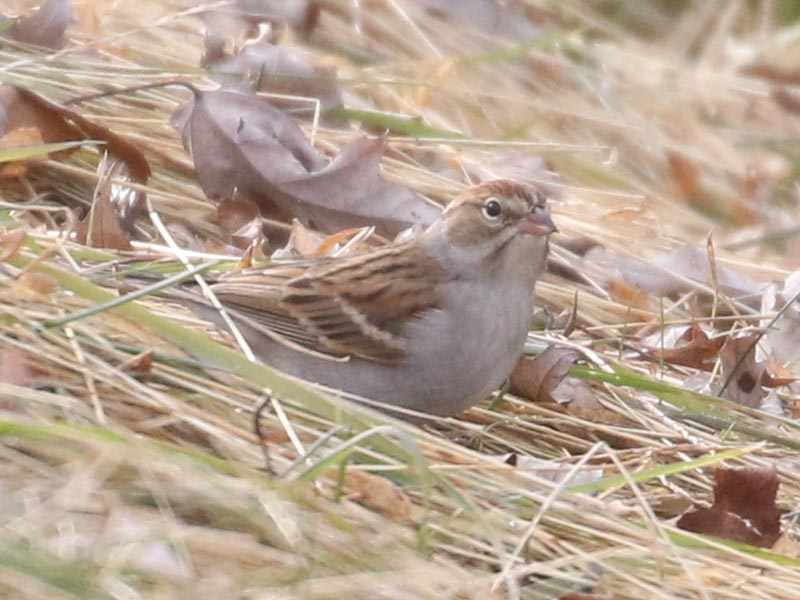 Quiz bird