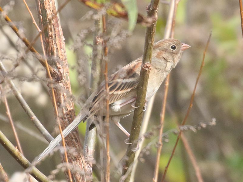 Quiz bird