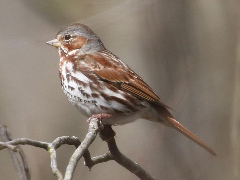 Quiz bird