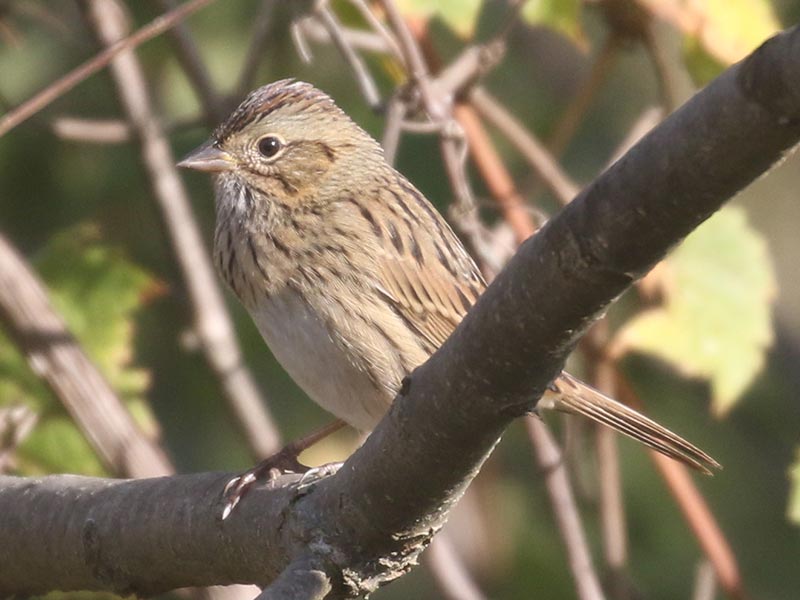 Quiz bird