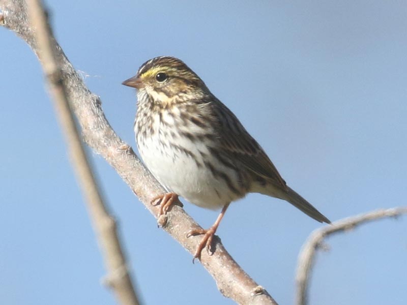 Quiz bird