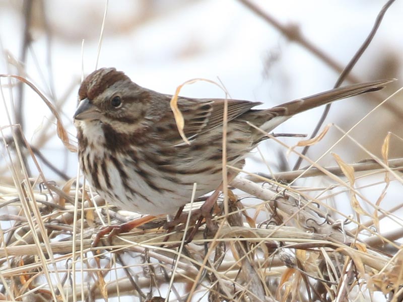 Quiz bird