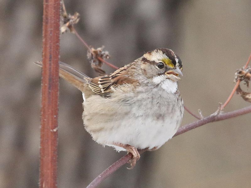Quiz bird