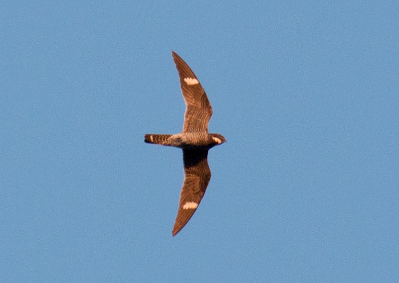 Common Nighthawk