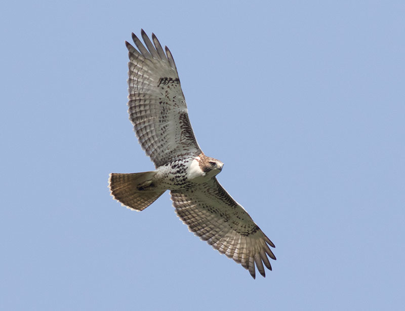 Juvenile Red-tailed Hawk