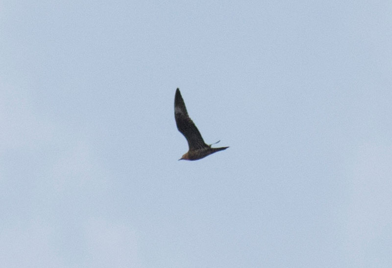 Long-tailed Jaeger