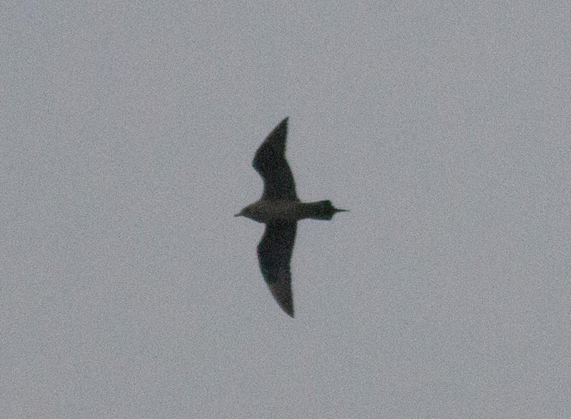 Parasitic Jaeger