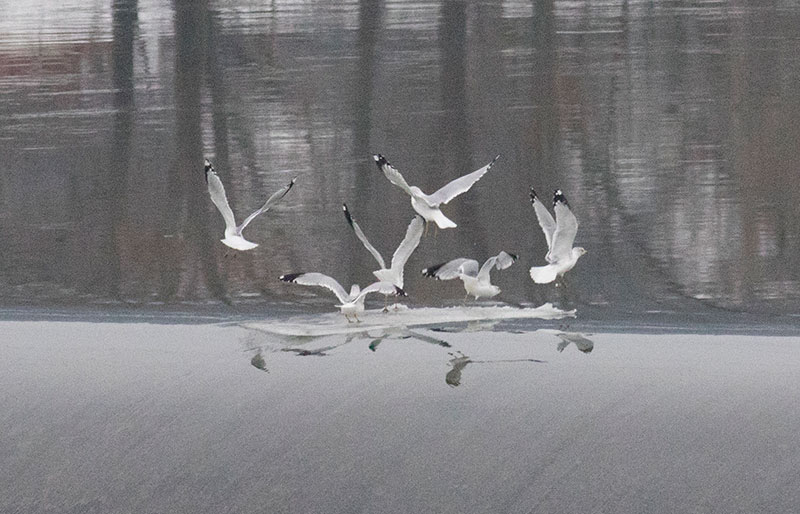 Ring-billed Gulls